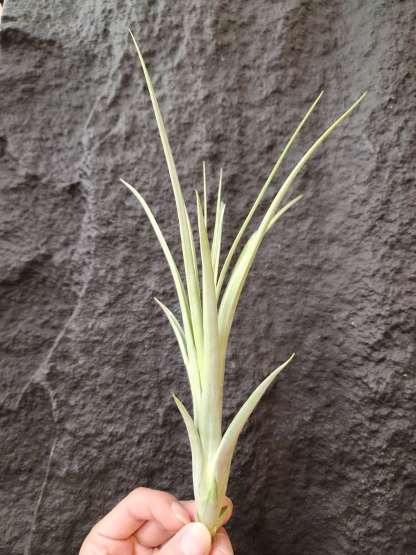 空可樂×柳葉/Tillandsia Concolor × Balbisiana 