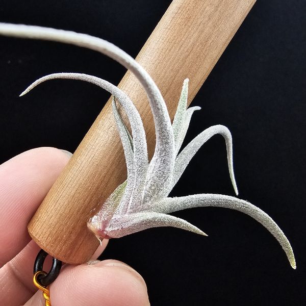 亞伯緹娜×赤兔(鮮豔紅花小型交種)/Tillandsia albertiana × edithae(Europe)~圖四成株開花參照~ 