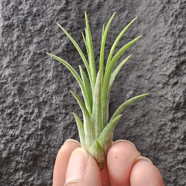 小精靈(戴維斯)/Tillandsia ionantha on wire(Davis)~英文字譯為“電線桿上的小精靈” 