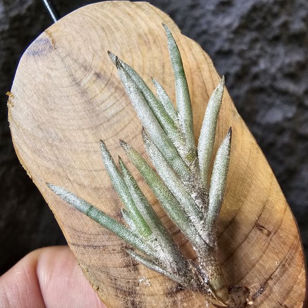 歐洲卡畢/Tillandsia capillaris(Europe) 