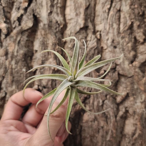 毒藥-密葉型/Tillandsia Latifolia Compact 