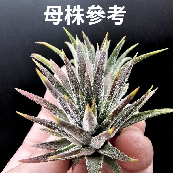 瑪雅之羽(少見)不挑株！/Tillandsia ionantha 'Mayan Feathers'~葉片厚實，光照、溫差會扁暗棕的顯色，鱗毛表現也很不錯，圖1~3為母株參考！販售植株為4~5側芽！ 