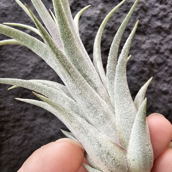 香檳×小精靈/Tillandsia chiapensis × ionantha 
