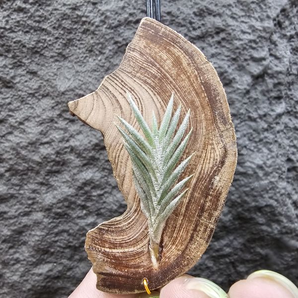 Tillandsia capillaris(73.21) 