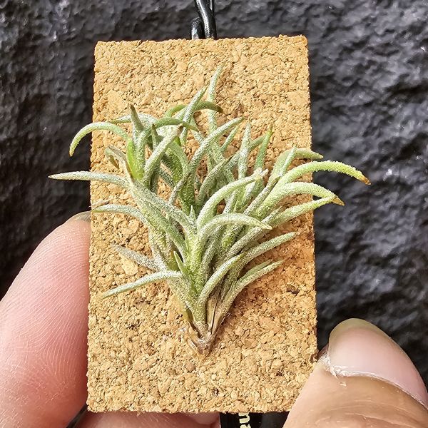 卡畢(阿根廷野採)/Tillandsia capillaris(Argentina) 