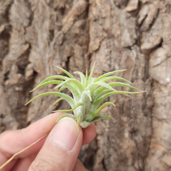 西雷達小精靈×長莖小精靈/Tillandsia Ionantha Selecta × Ionantha var.van-hynigii 