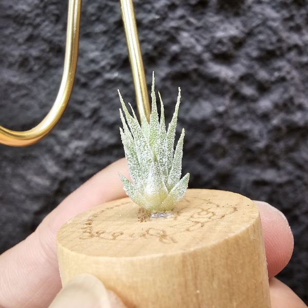 露西×斑馬小精靈(驢精)/Tillandsia Luciille × ionantha Mexican Zebra 