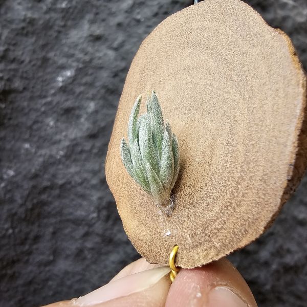 銀冰×雪鵝(開始衝大的尺寸)/Tillandsia chiletensis × SP. 