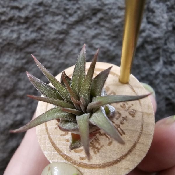 熱帶手榴彈/Tillandsia ionantha Hand Grenade(Tropiflora) 
