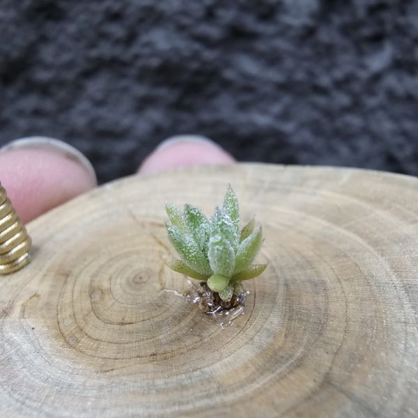 長莖小型 × 金字塔/Tillandsia ionantha v. vanhyningii Small Form × ionantha Pyramid 