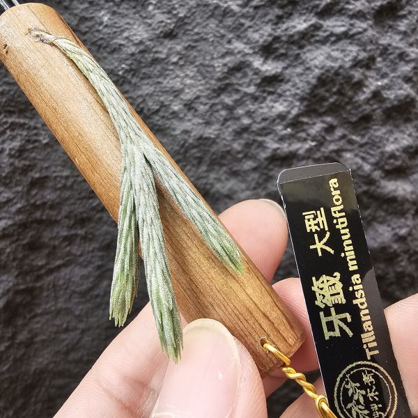 牙籤(大型)三芽/Tillandsia minutiflora 