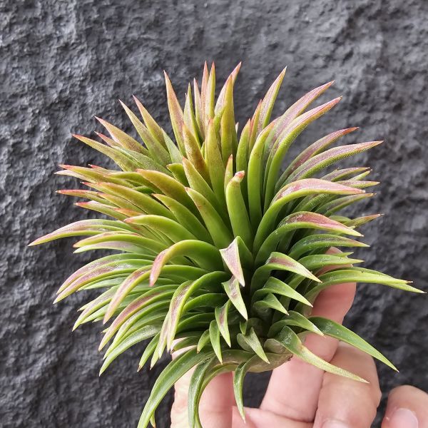 華美選拔大型/Tillandsia ionantha Huamelula Giant select 
