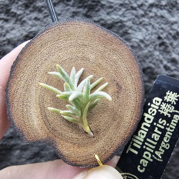 Tillandsia capillaris捲葉(Argentina) 