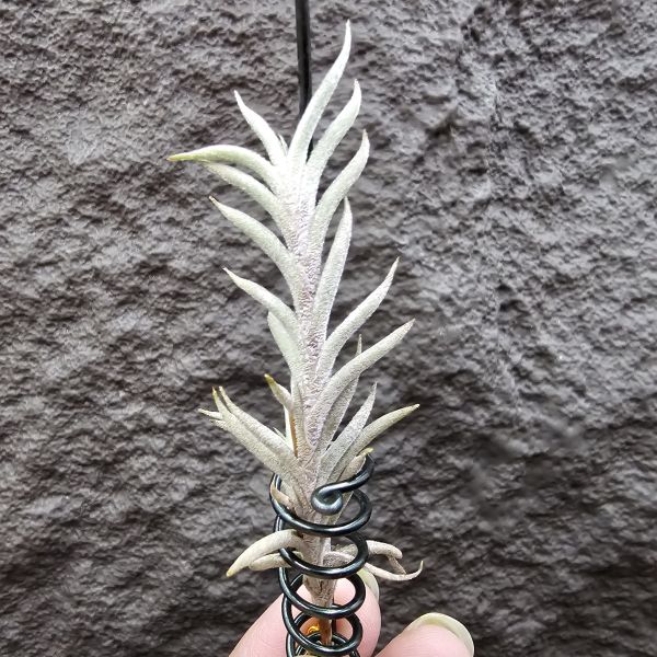 Tillandsia capillaris(Europe)~帶一棵不小的芽 