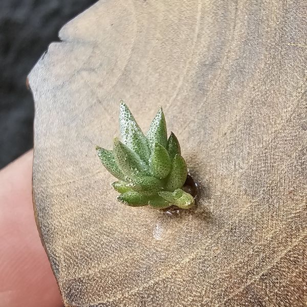 布雷爾利托西斯-實生(隨著成長會持續冒芽叢生)/Tillandsia brealitoensis seedling 