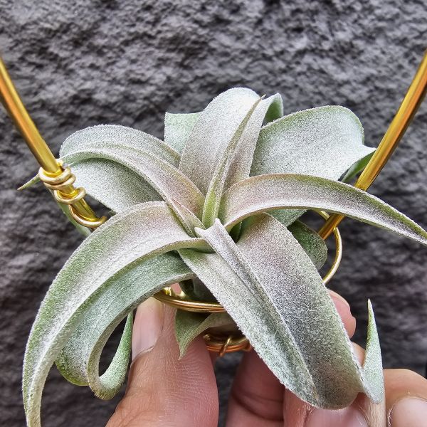 影月RR(幾乎完美)/Tillandsia Regal Rene(streptophylla Belize  × chiapensis) 