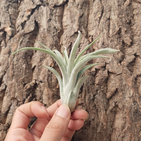 香檳×飛牛蒂娜/Tillandsia Chiapensis × Valuntiana 