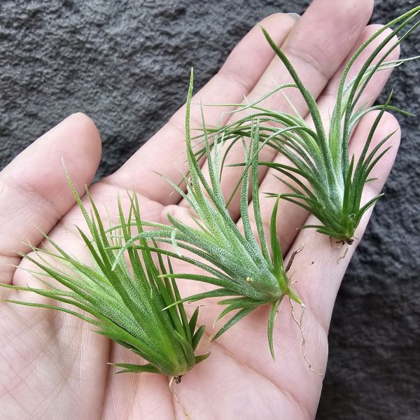 BC × 獲月(不挑株)/Tillandsia BC(streptophylla Belize  × chiapensis) × "Harvest Moon"(Silver Rose × streptophylla)已明顯帶毛感的尺寸，少見獲月交種，熱門的雙親本，皆有葉片下包的特性，可想隨成長大概率會是毛毛包子的型態。 