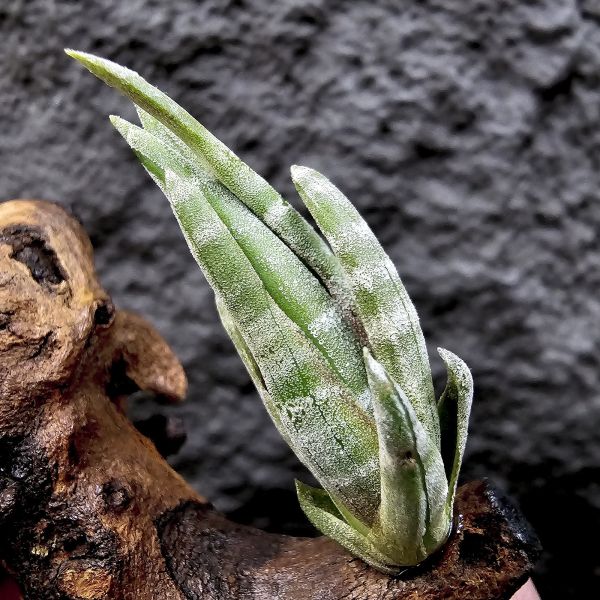 螺斯(側芽)/Tillandsia Subulifera 