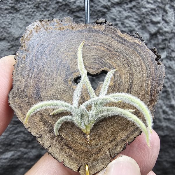 克洛卡塔(小型)/Tillandsia crocata 