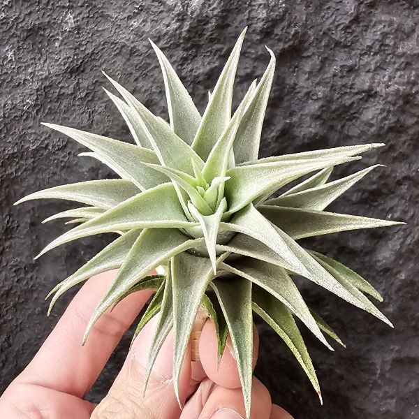 侏儒綠兔/Tillandsia edithiae Dwarf Green Form 