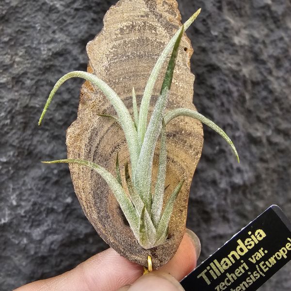Tillandsia zecheri var. cafayatensis(Europe) 