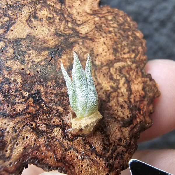 B燒(正版B台產芽)Tillandsia Brachyphylla (Brazil) 