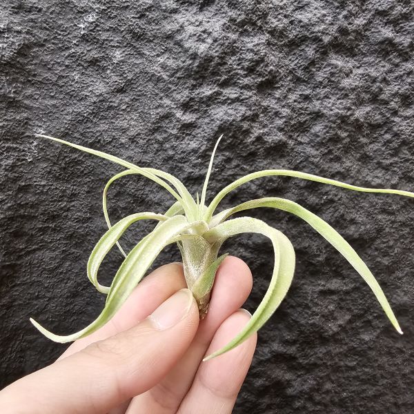 滷肉×迷你電捲Ycb(側芽非實生)/Tillandsia novakii × diguetii 