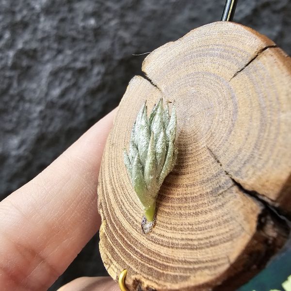蘿莉閉葉(自然交種)/Tillandsia loliacea close Form(bryoides hybrid) 