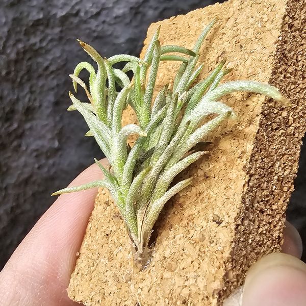 卡畢(阿根廷野採)/Tillandsia capillaris(Argentina) 