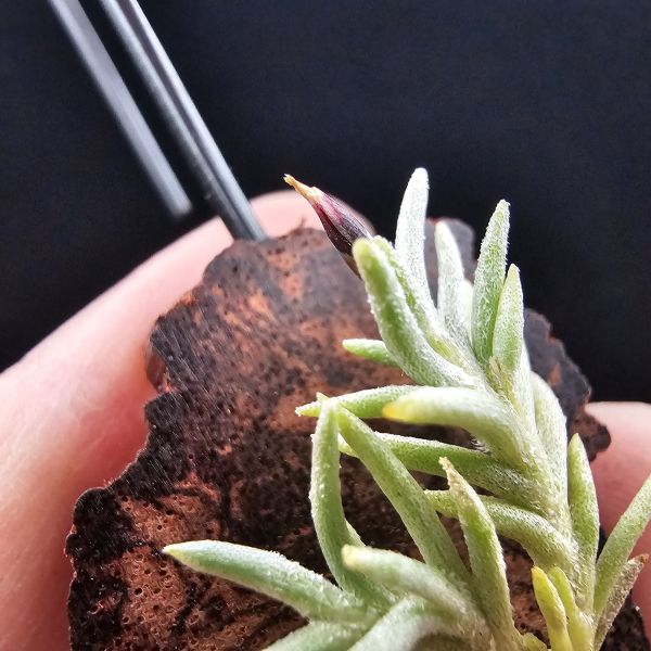 阿根廷卡畢/Tillandsia capillaris(Argentina)~早期由阿根廷進口的小型卡畢，已人工栽培多年的形態，圖五母叢參照！ 