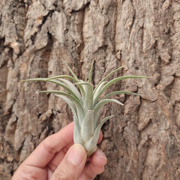 銀飾品-雨林/Tillandsia Silver Trinket 