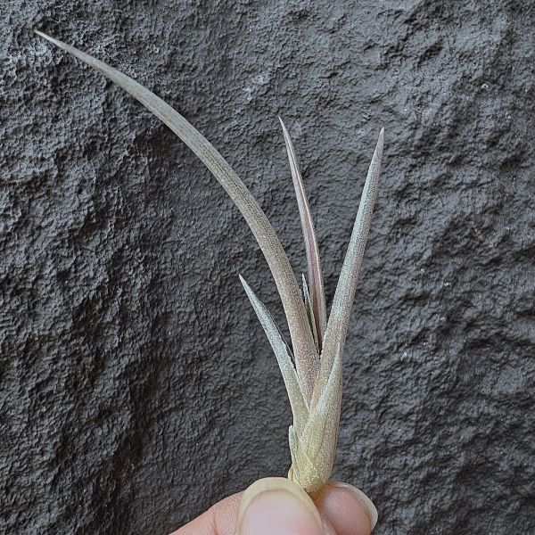 埃瑟里亞娜-長年顯色(巴拉圭原生小型種)/Tillandsia esseriana Rauh 