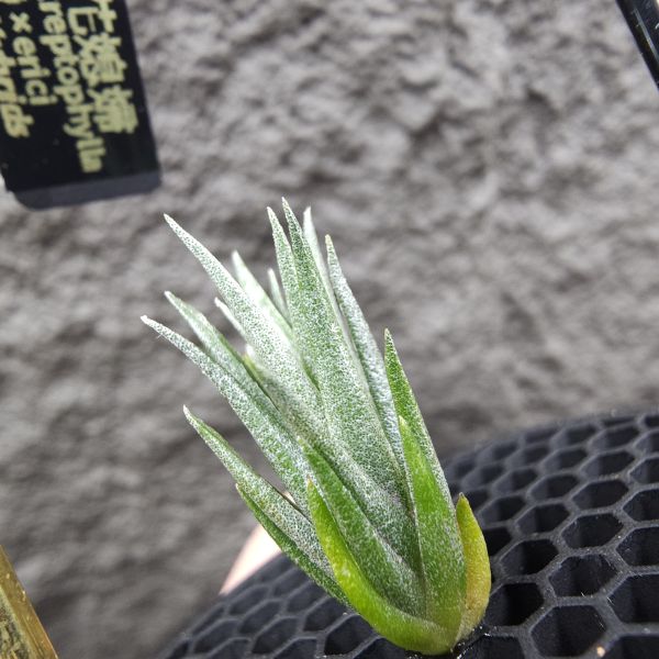 Joy × 橙花媳婦/Tillandsia Joy(streptophylla × ehlersiana) × erici 