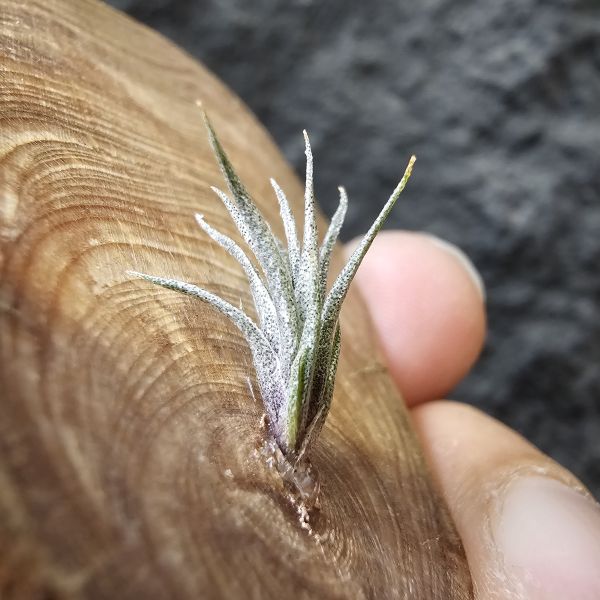 xip紐西蘭(毛)×BC/Tillandsia xiphiodes(NZ)毛 × Bea Correale~YY 
