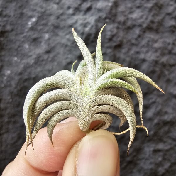 燕子minor(雙芽)/Tillandsia gilliessii minor 