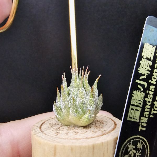 圖騰小精靈/Tillandsia ionantha 'Totem Pole' 