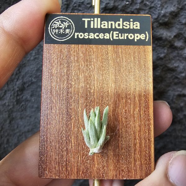 Tillandsia rosacea(Europe) 