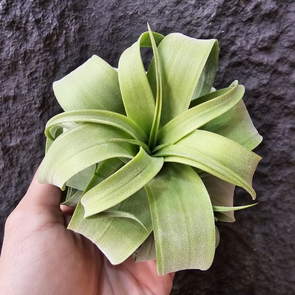 特選~電捲燙(瓜地馬拉)/Tillandsia streptophylla~很肥很肥很肥、很寬葉很寬葉很寬葉、偏青綠葉！ 