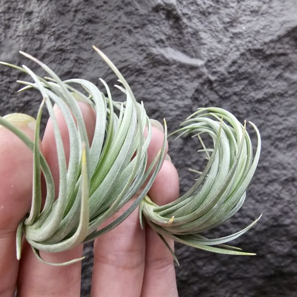 Tillandsia tenuifolia var. saxicola(S尺寸不挑株)紫水晶變異型態較小型個體，與T.tenuifolia Bronze Tip很相似，以來源名稱為主，T.tenuifolia的個體也相當多變，實際上有無個體差異也不好判別，此品未曾見開花過！側上木會呈勾勾的型態相當漂亮！ 