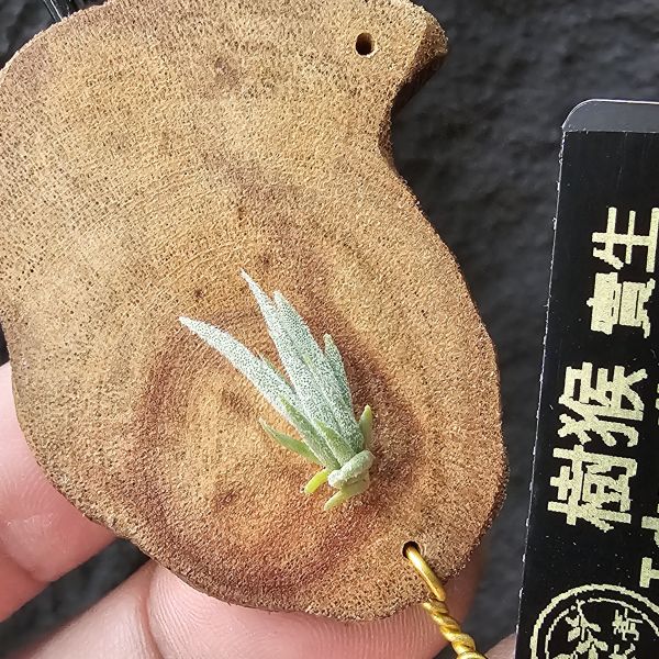 樹猴-實生苗小小的上木可愛一下，長大在請下木吧~/Tillandsia duratii seedling 