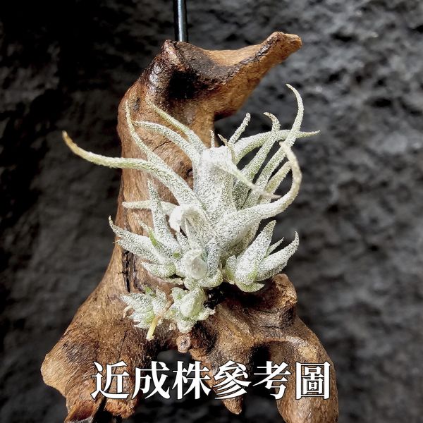 (新品)Tillandsia Humilis v. Simplex(Europe)~歐洲來源少見小型毛毛的品種，不挑株~ 