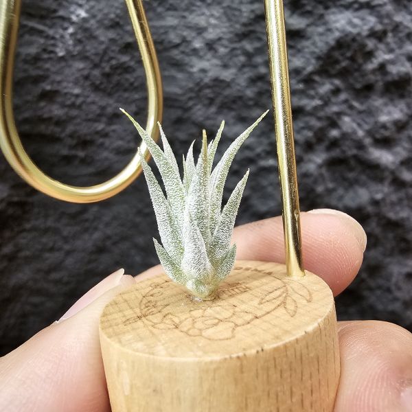 香檳×蜜桃小精靈(白花)/Tillandsia chiapensis × ionantha peach~雖成長會有香檳的顯色感 