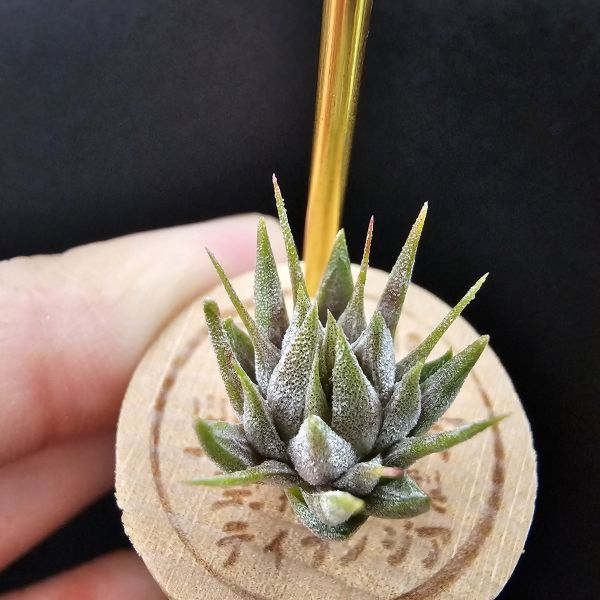 榛果精靈紫星(新品)/Tillandsia ionantha Hazelnut Stiff Purple Star~特殊個體，光照穩定或溫差，植株會帶有暗紫色，肉眼看較明顯、硬葉質感、新葉由短形態，隨著植株成長而生長！圖四參考較大植株！ 