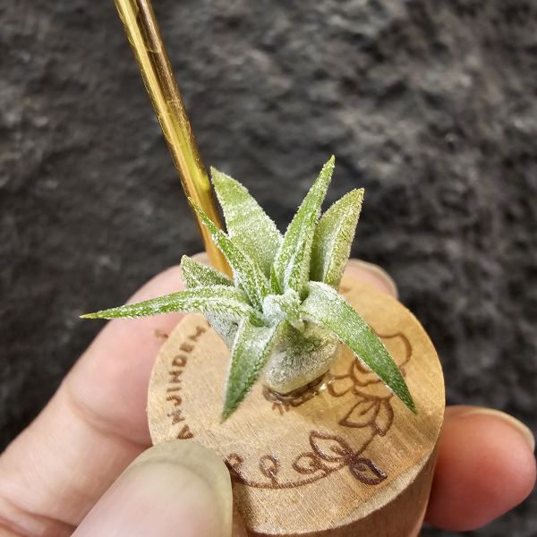 蜜桃小精靈紫花(斑)隨成長斑紋會逐漸明顯/Tillandsia ionantha Peach 