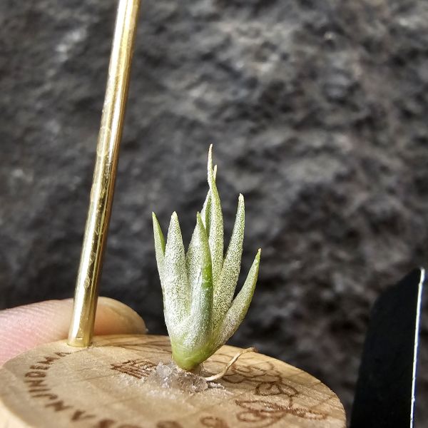 巴拉魚(小屁芽) Tillandsia paraiebensis 