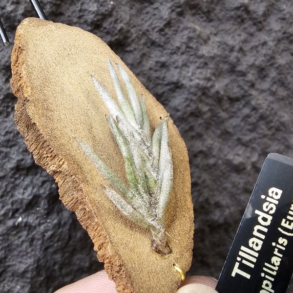 卡畢拉瑞斯(歐洲)帶芽/Tillandsia capillaris (Europe)~圖四可參考叢生型態 