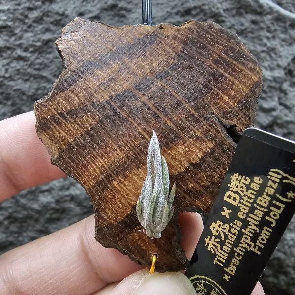 赤兔×正B燒(新品)/Tillandsia edithae × brachyphylla(Brazil)~From JoLi~這是一品不容易的交種！ 