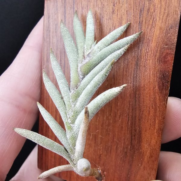 Tillandsia capillaris(Europe)~歐洲卡畢、植株不小未見過開花的型態。 