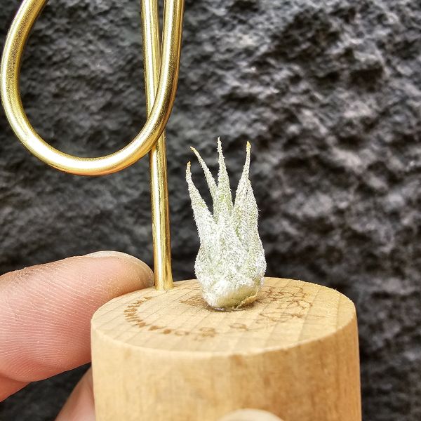 Joy(電捲×河豚)×長莖小精靈/Tillandsia Joy × ionantha v. van-hyningii 